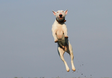 Come conoscere davvero il tuo cane